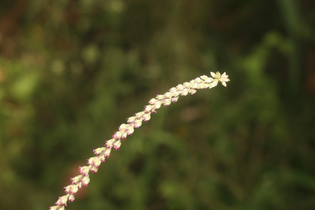 Cyathula prostrata (L.) Blume